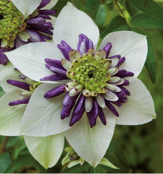 Клематис Clematis Viennetta