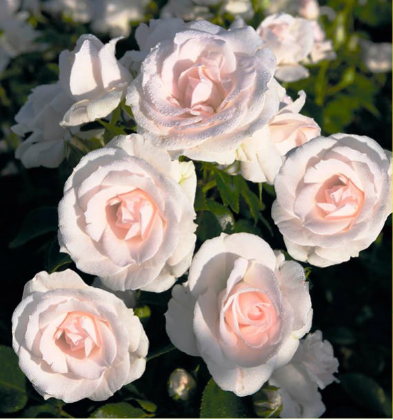 Rosier A Fleurs Groupees Aspirin Rose Taniripsa Plante En Ligne