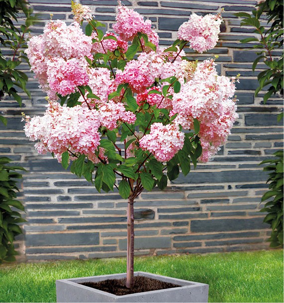 HORTENSIA VANILLE-FRAISE® Renhy, plante 