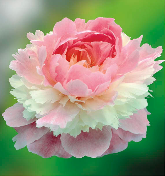 https://www.jacques-briant.fr/10590/pivoine-herbacee-sorbet.jpg