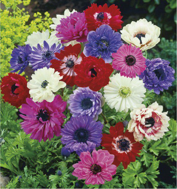 Anemones Doubles Sainte Brigitte Plante En Ligne