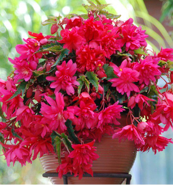 begonia cascade rose