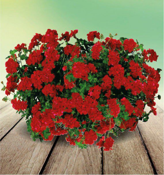 geranium lierre double maxime fismaxi