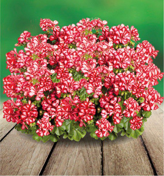 geranium lierre double atlantic red star