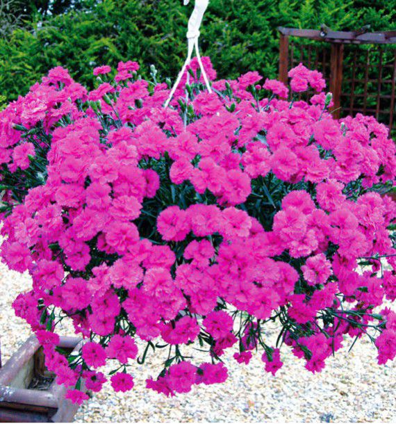 Oeillet Cascade Devine Neon Purple Plante En Ligne