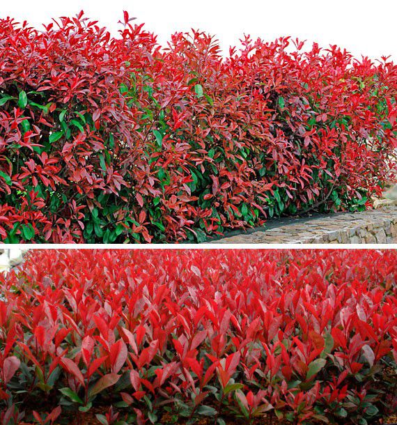 photinia carre rouge