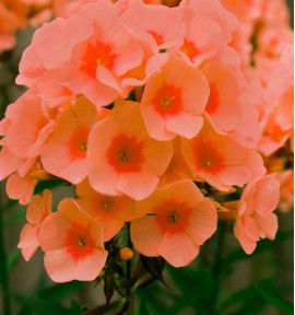 phlox parfume orange perfection